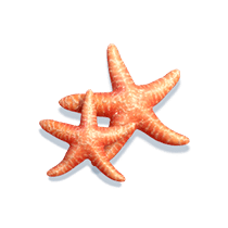 Bikini Paradise สล็อตสาวสวยในชุดบิกินี่ บิกินี่พาราไดซ์ 2024 10 bikini-paradise_h_starfish